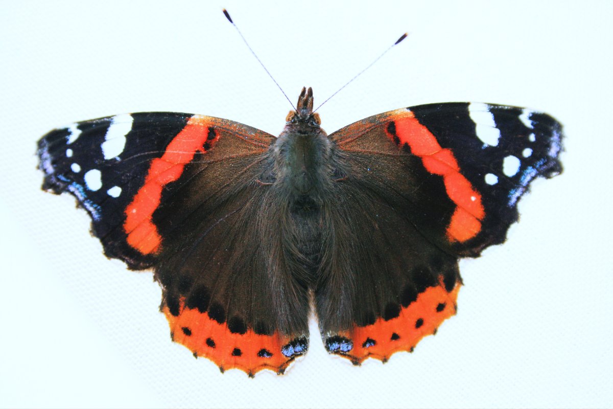 Адмирал (Vanessa Atalanta)