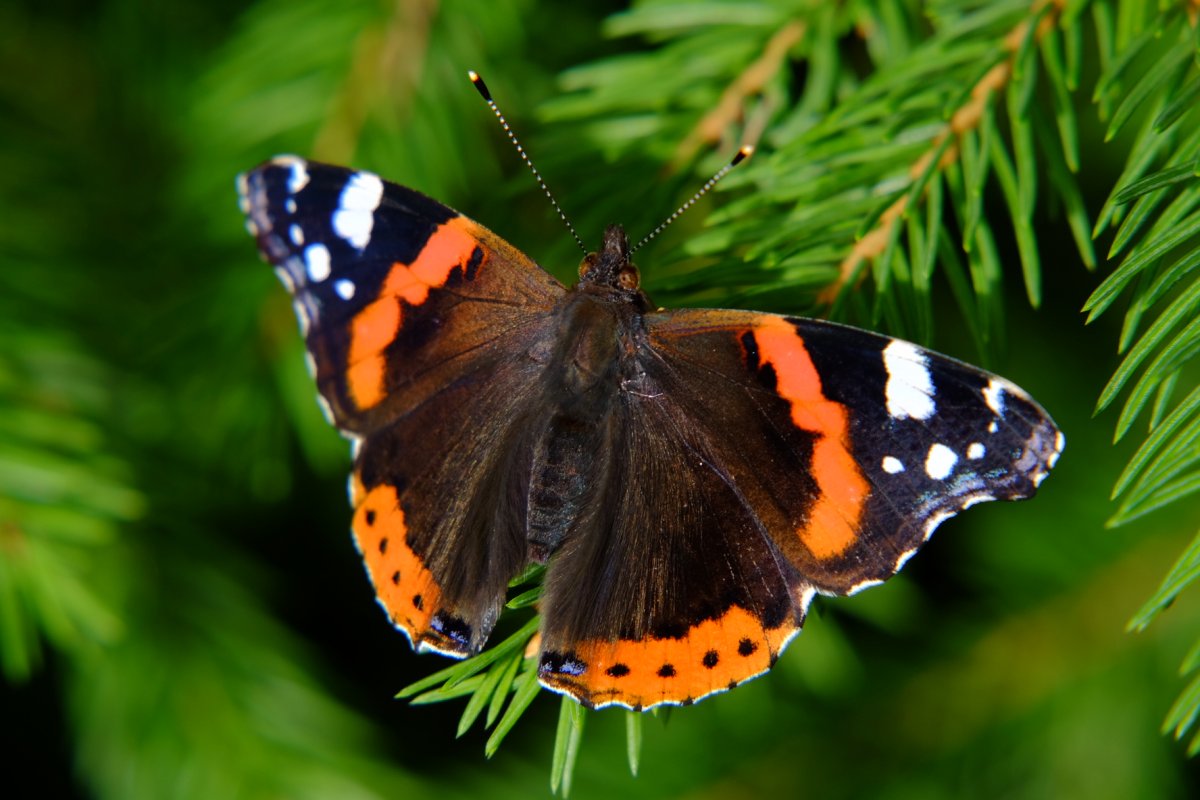 Нимфалиды бабочки Адмирал