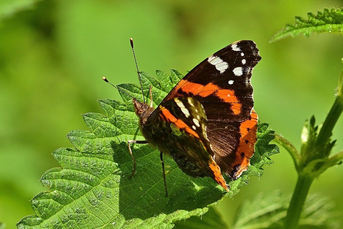 Краснокнижная бабочка Адмирал