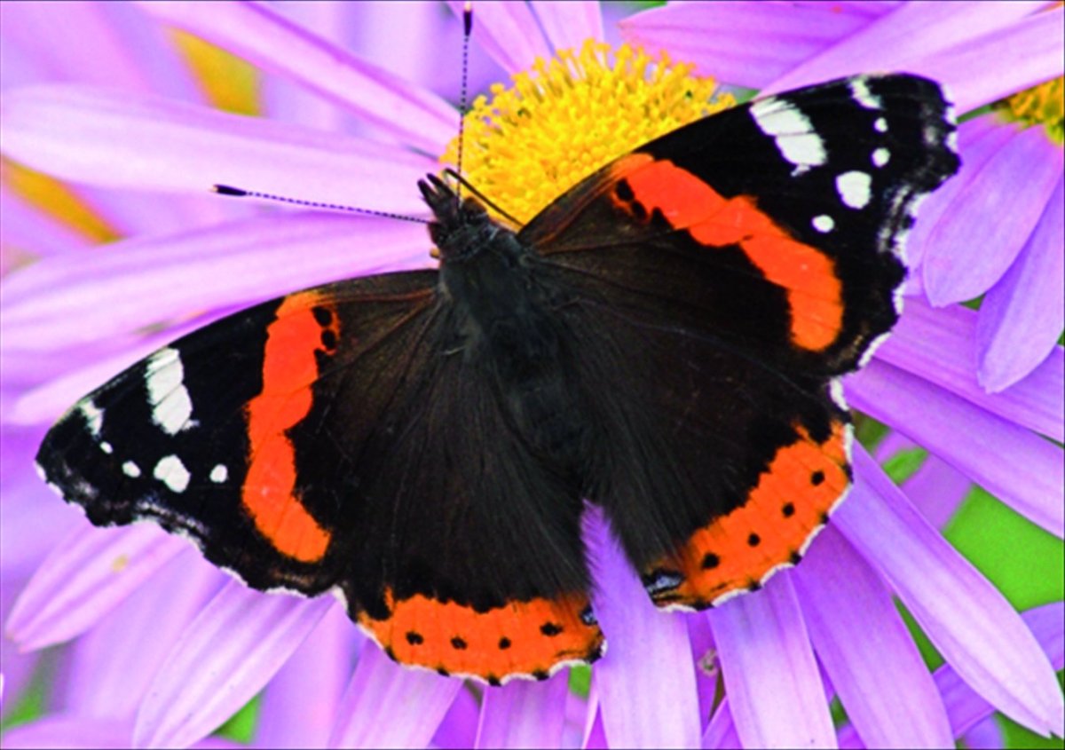 Белый Адмирал бабочка