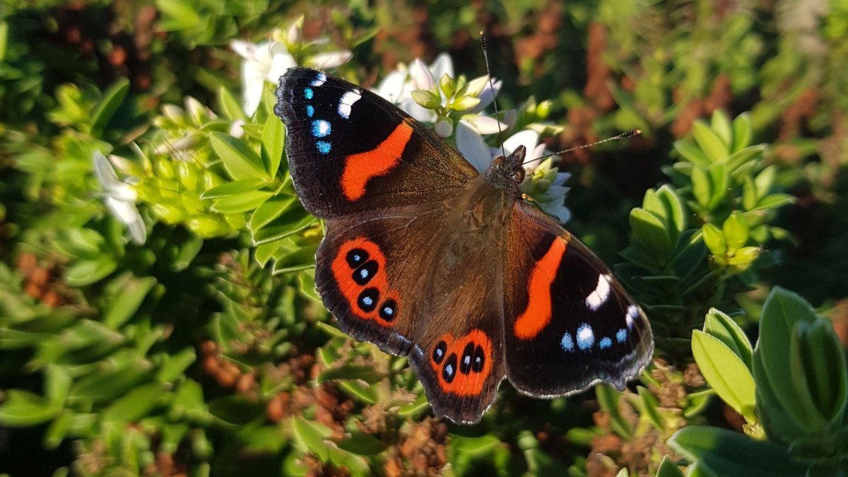 Бабочка Адмирал