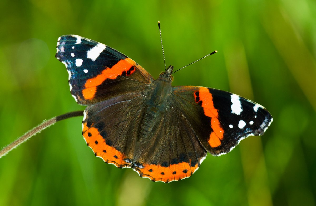 Краснокнижная бабочка Адмирал