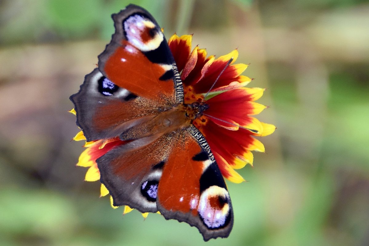 Павлиний глаз Нимфалиды