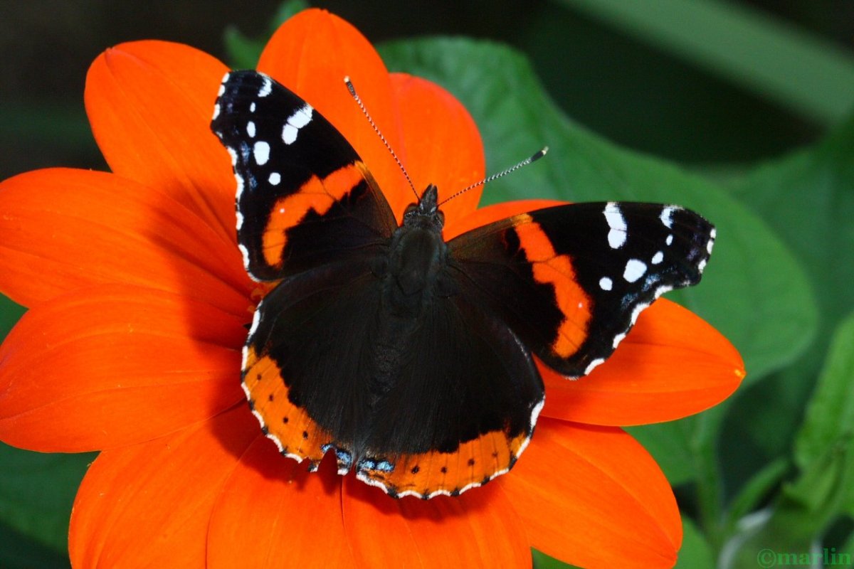 Vanessa Atalanta бабочка