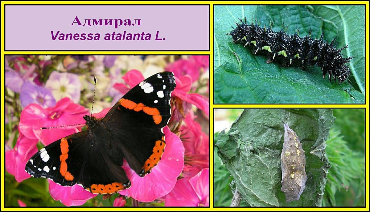 Гусеница бабочки Адмирал