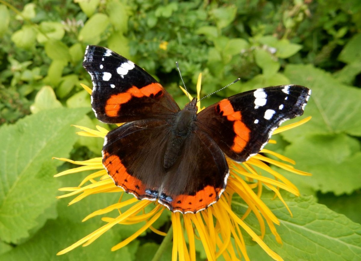 Бабочка Адмирал черно белая