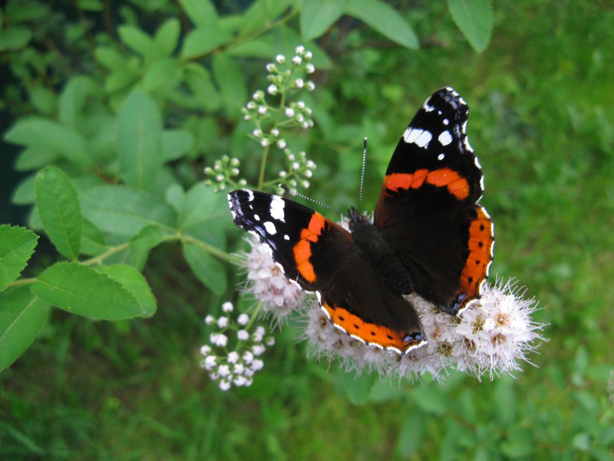 Расцветки бабочек Адмирал