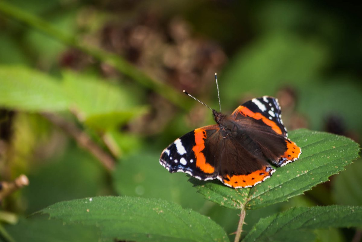 Бабочка Адмирал издалека