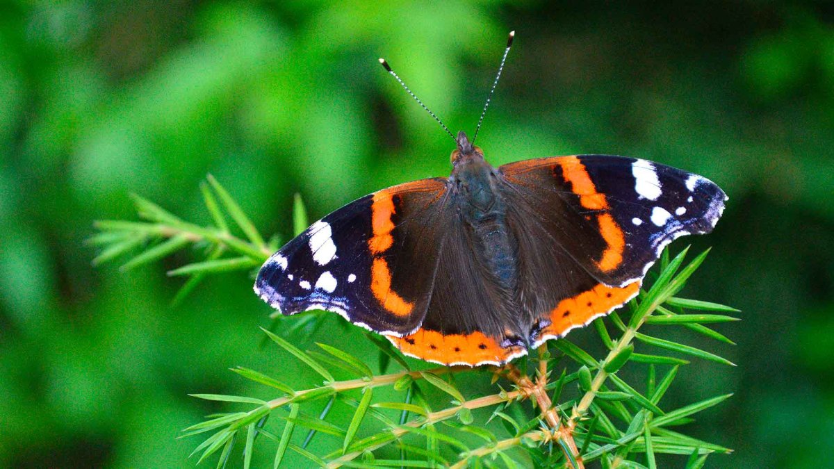 Бабочка Монарх бабочка Адмирал