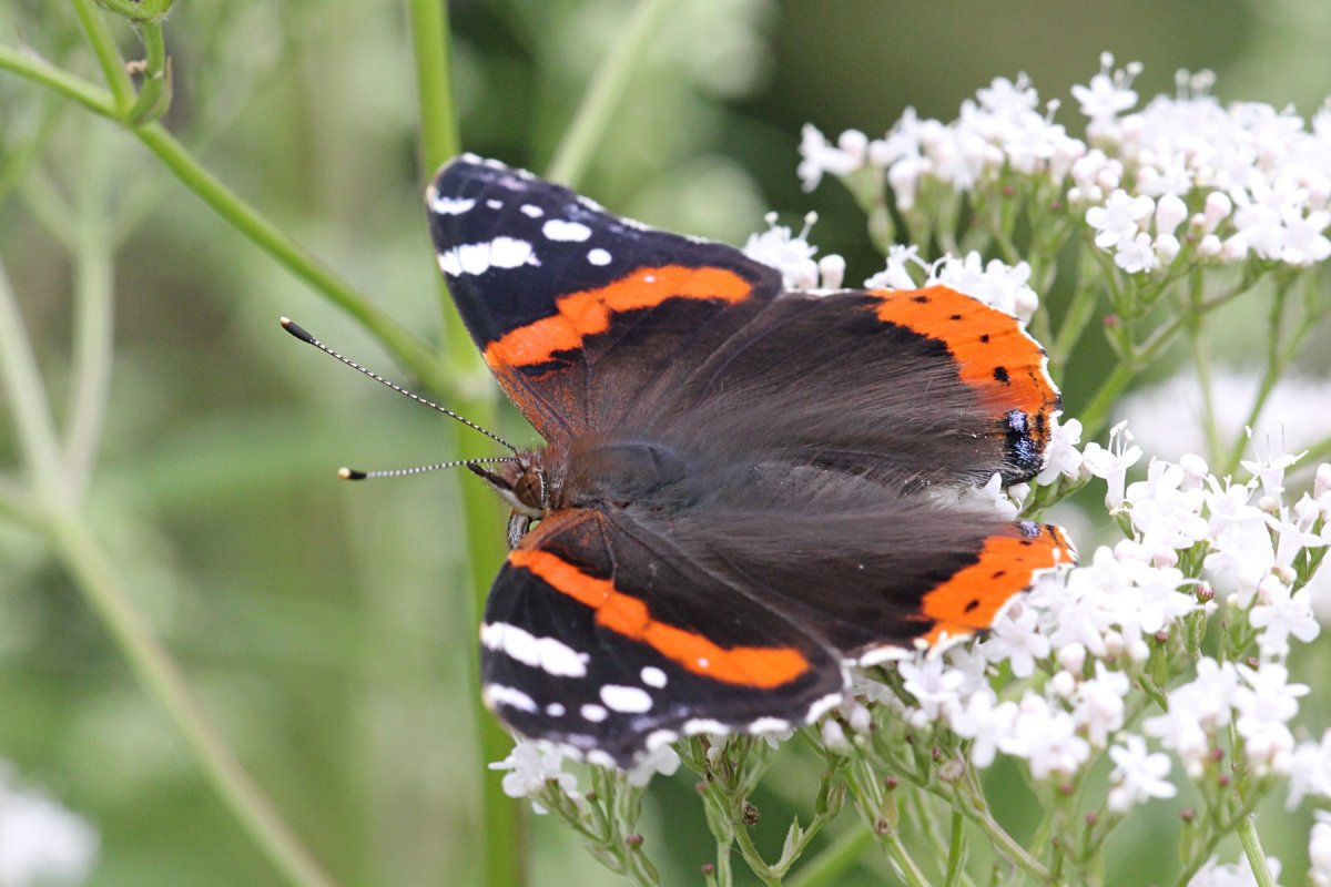 Хвостатка Королевская