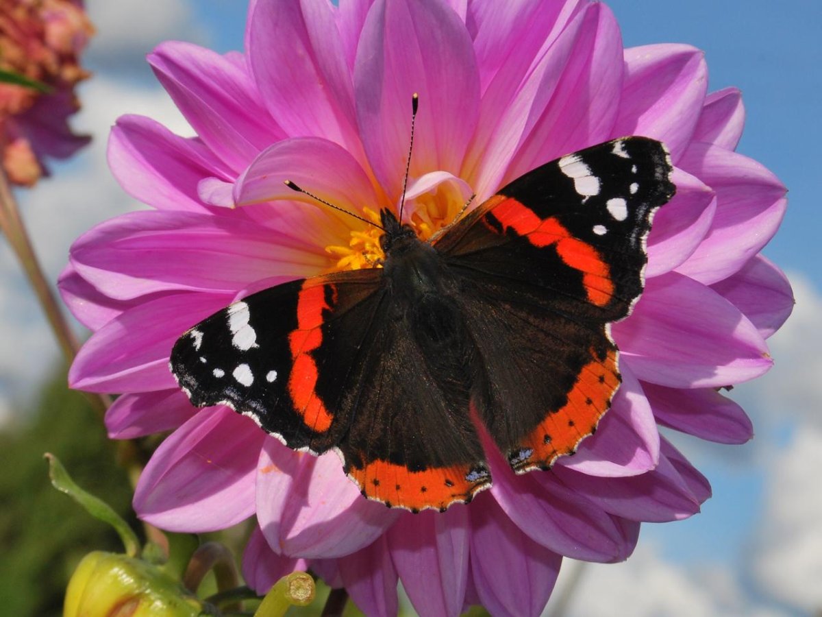 Бабочка Адмирал