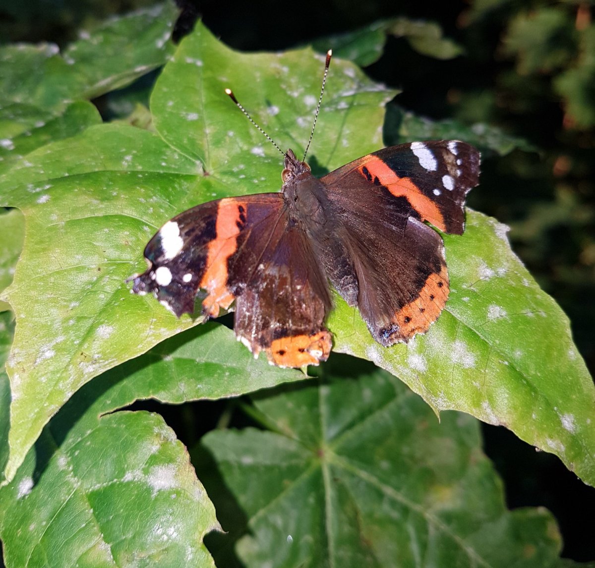 Куколка Адмирал бабочка Vanessa Atalanta