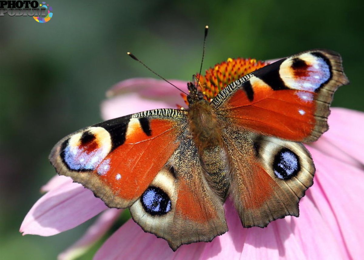 Бабочка Адмирал павлиний павлиний глаз
