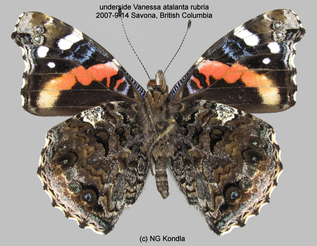 Нимфалиды бабочки Адмирал