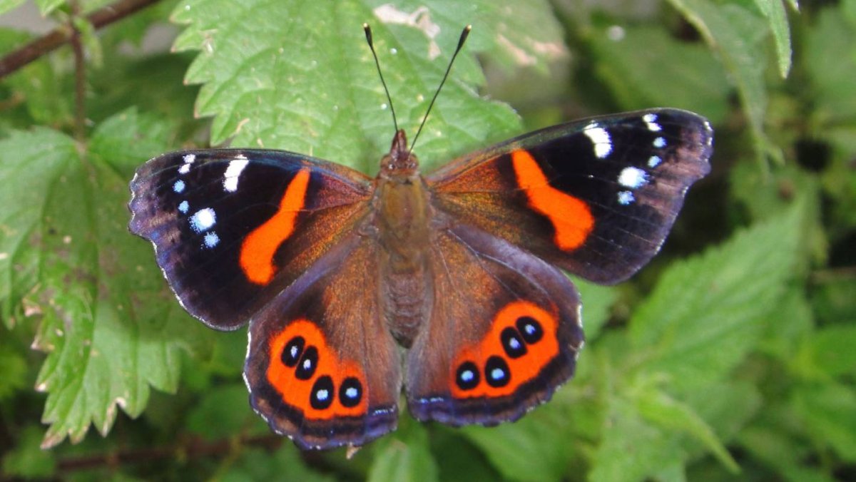 Бабочка Крапивный Адмирал