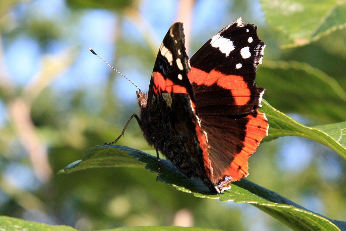 Адмирал (Vanessa Atalanta)