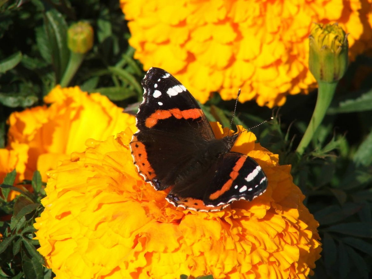 Бабочка Махаон на оранжевом бархатцев