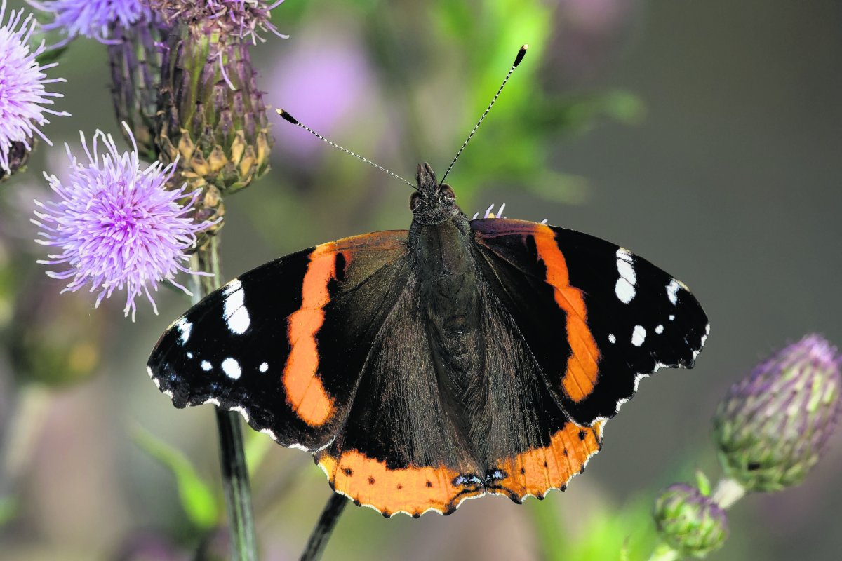Таволга Адмирал бабочка