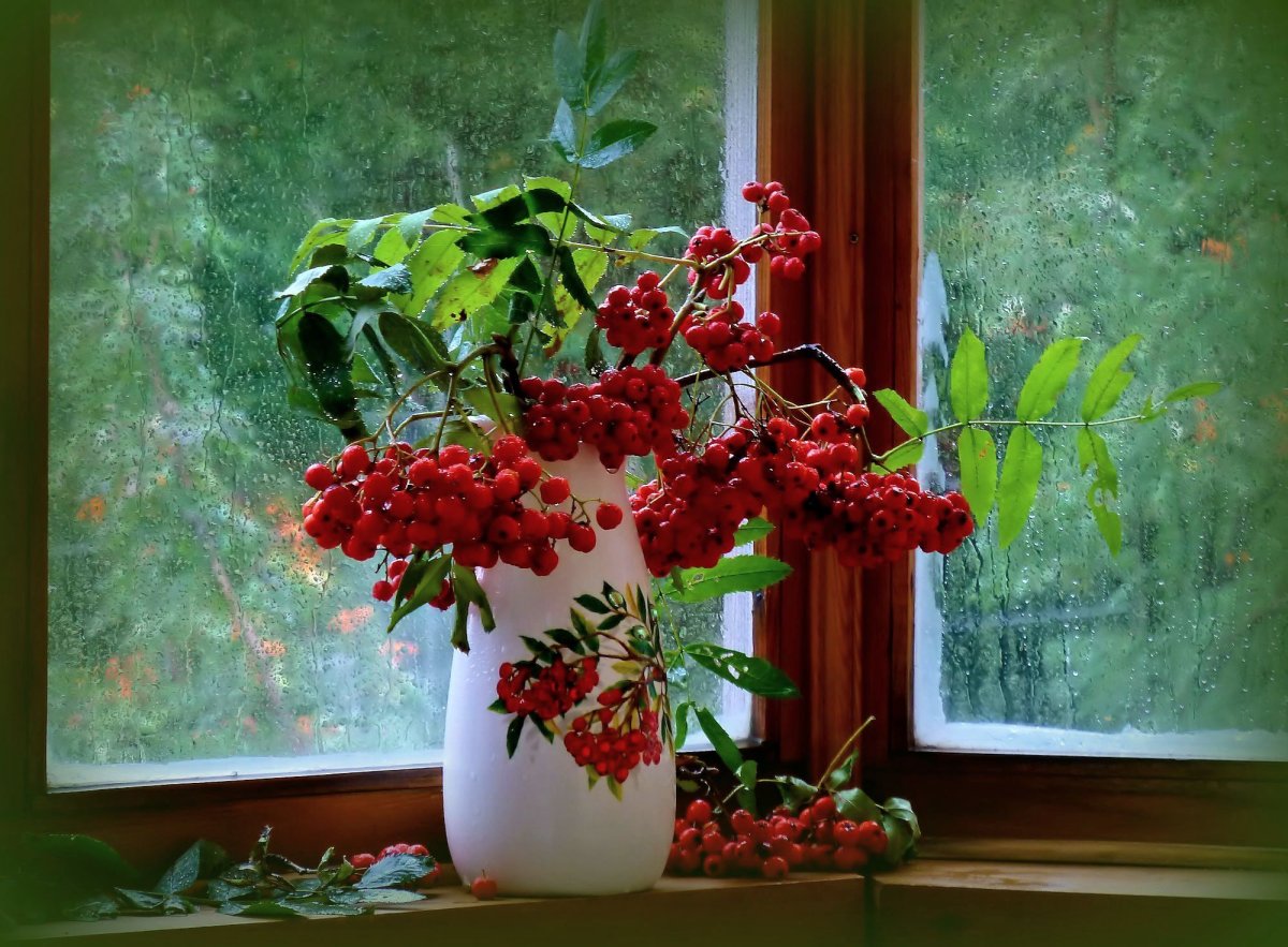 Рябина у окна
