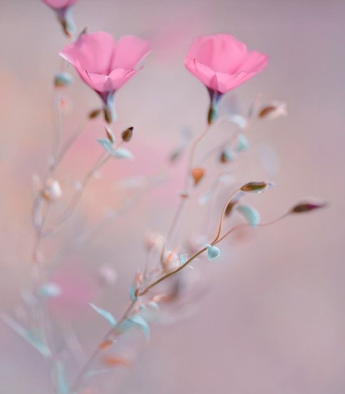 Нежные розовые цветы