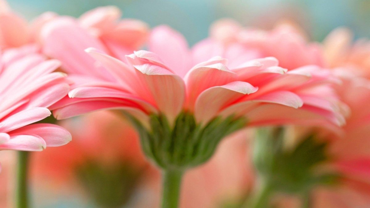 Розовые герберы