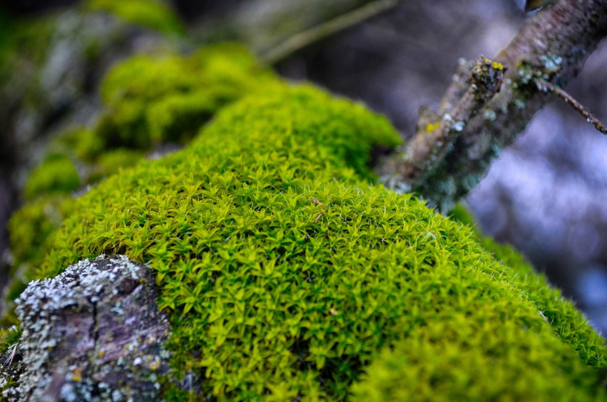 Мхи бриофиты