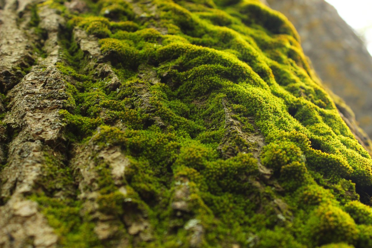 Мох Лесной референсы