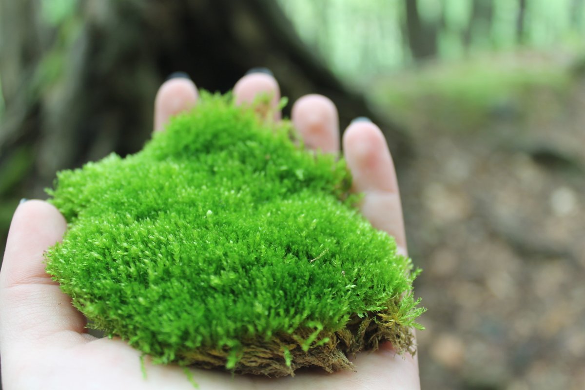 Замшелый пень