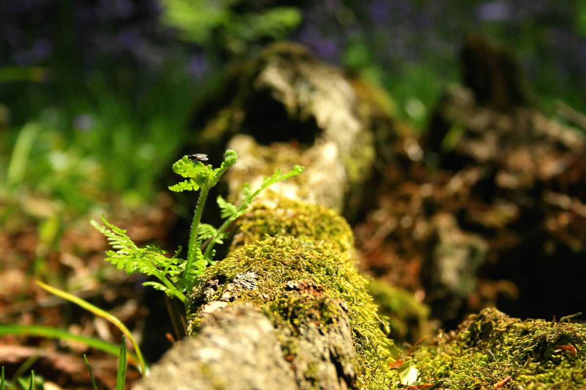 Бридский мох