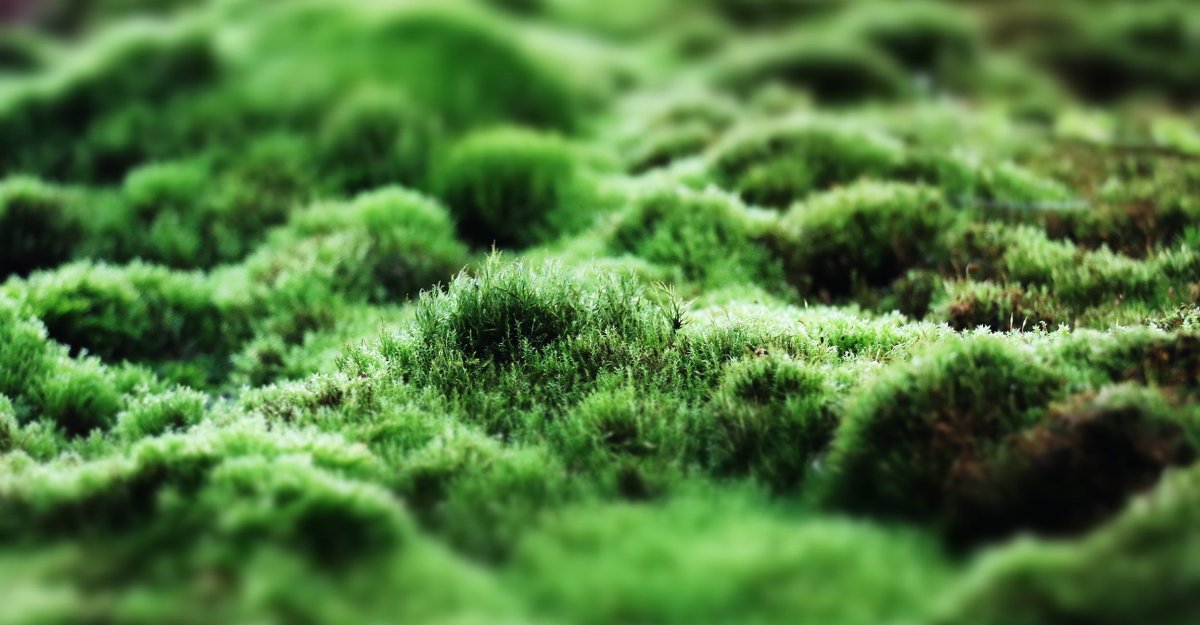 Листовые мхи