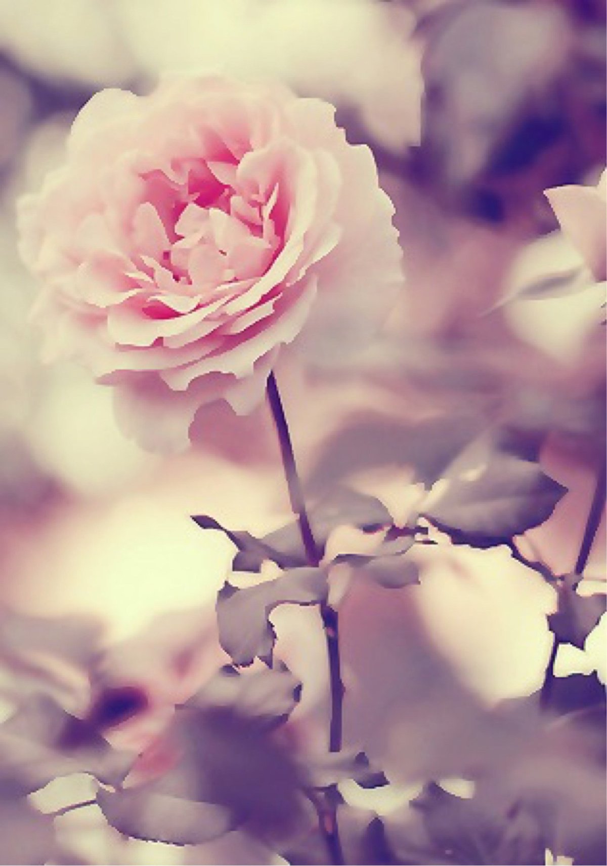 Красивые нежные обои