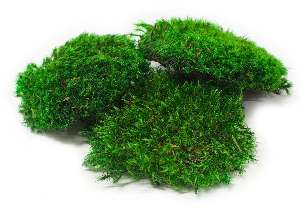 Grass Green ягель