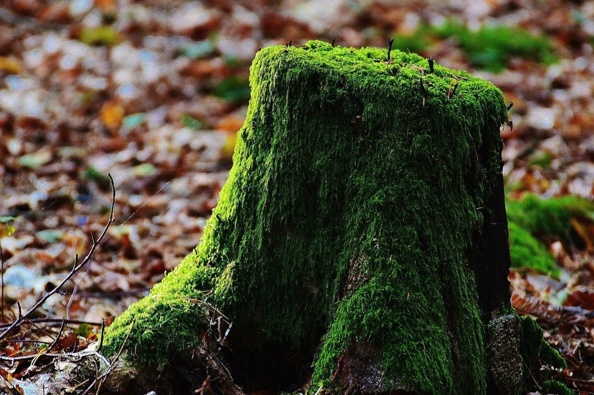 Мох болмос Грин