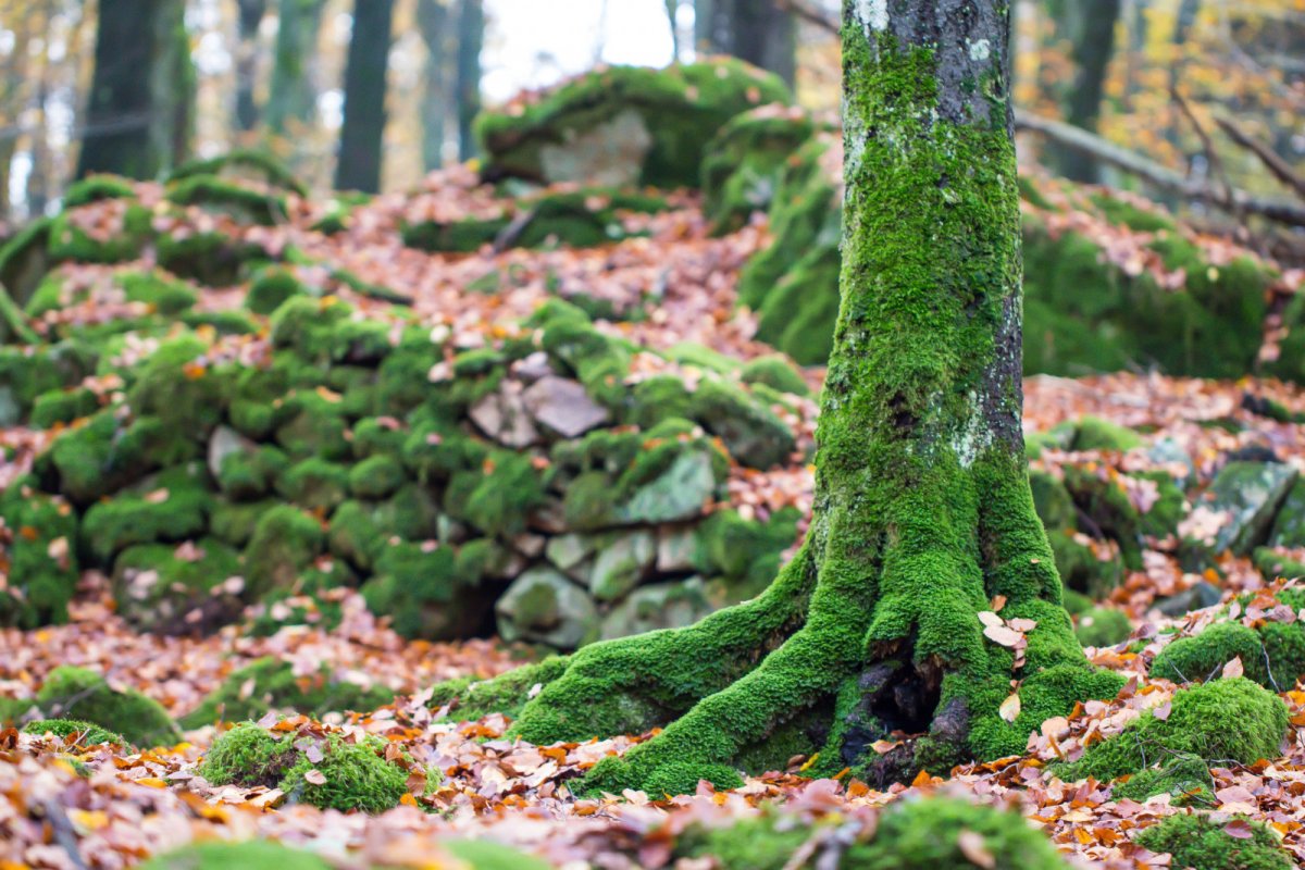 Кедровая Падь мхи