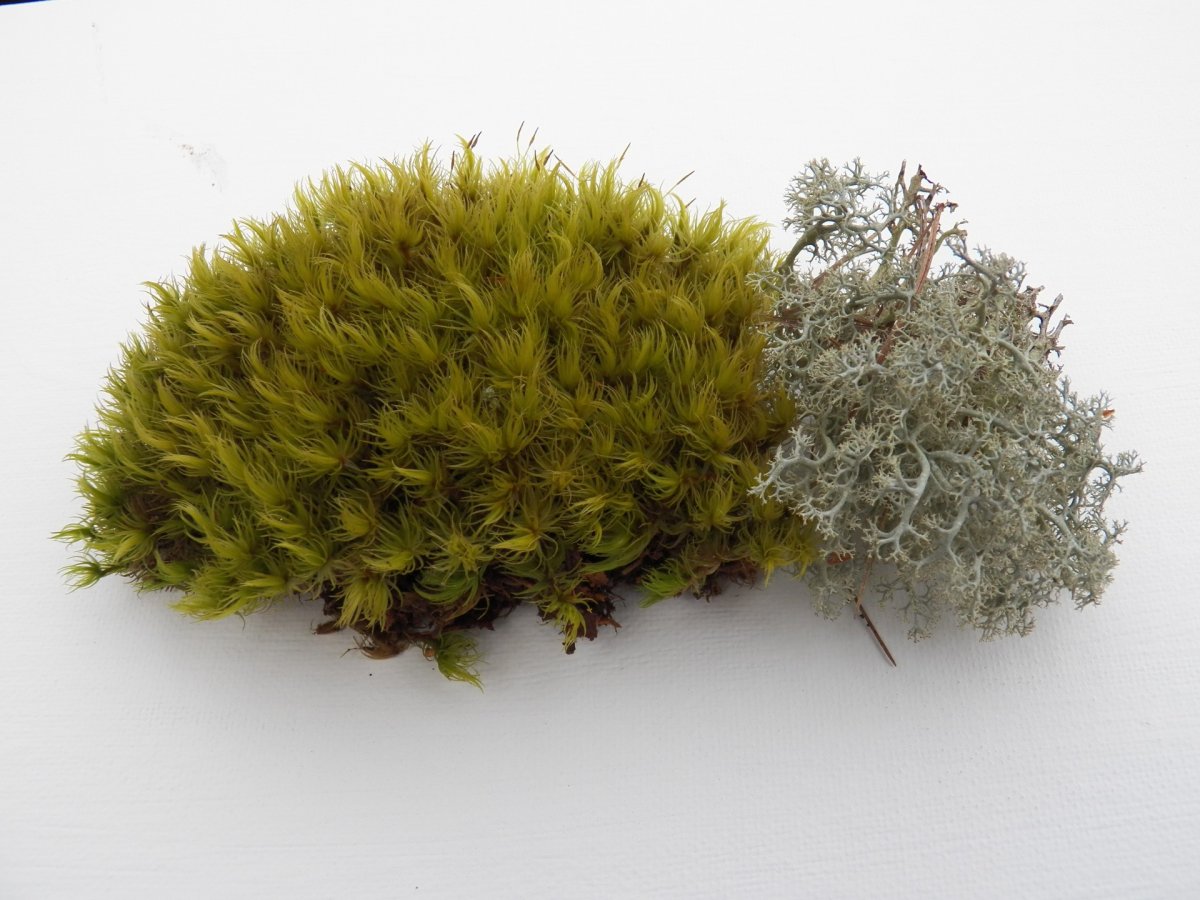 Мох на дереве