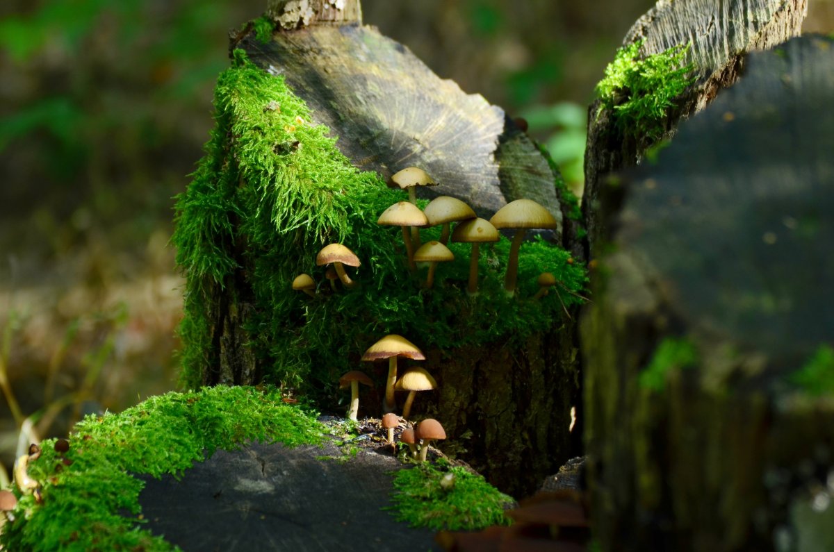 Сованский мох