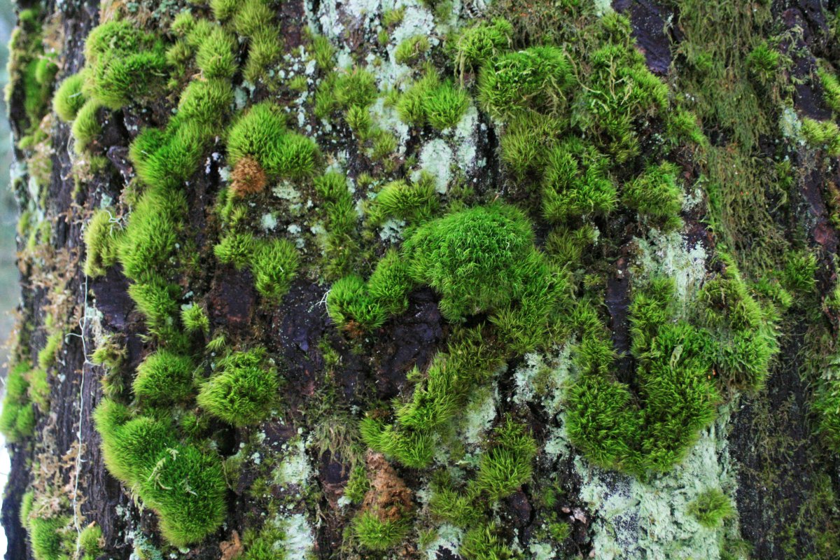 Картинки для дошкольников мох