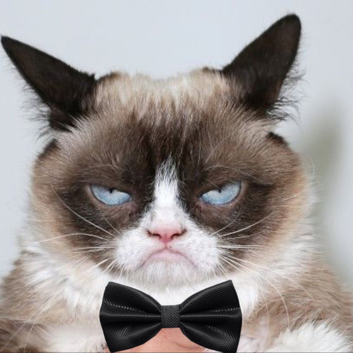 Угрюмый кот Тард