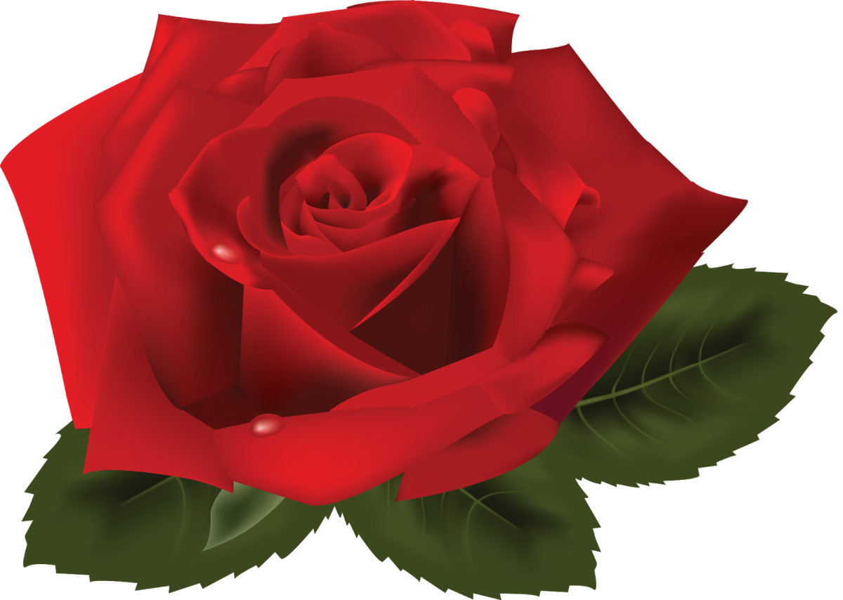 Цветы отрисовки