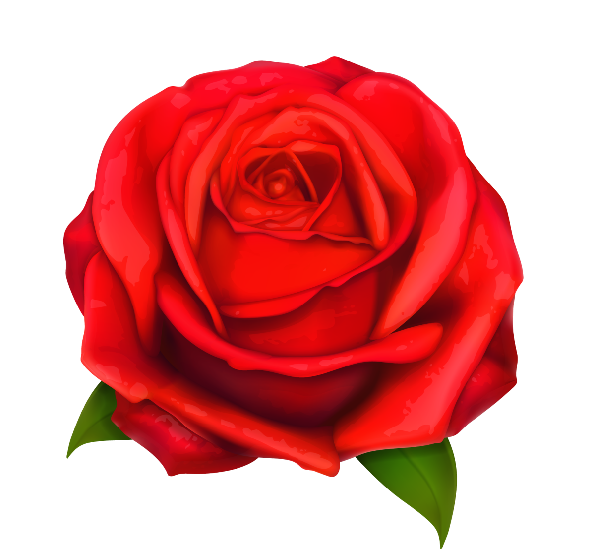 Роза без фона