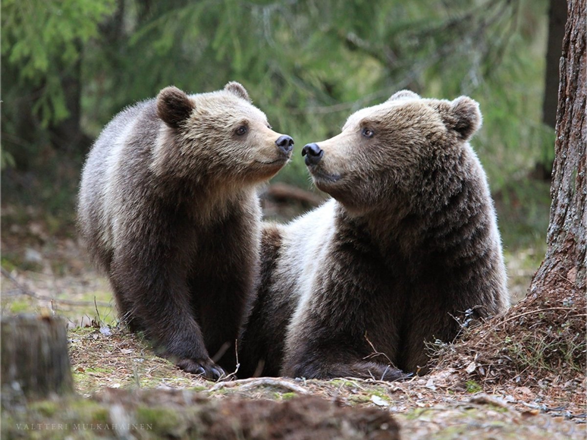 Медведь и Медведица