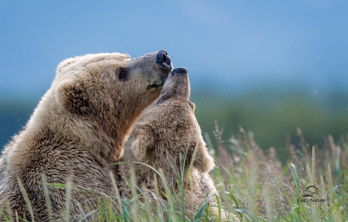Медведи обнимаются