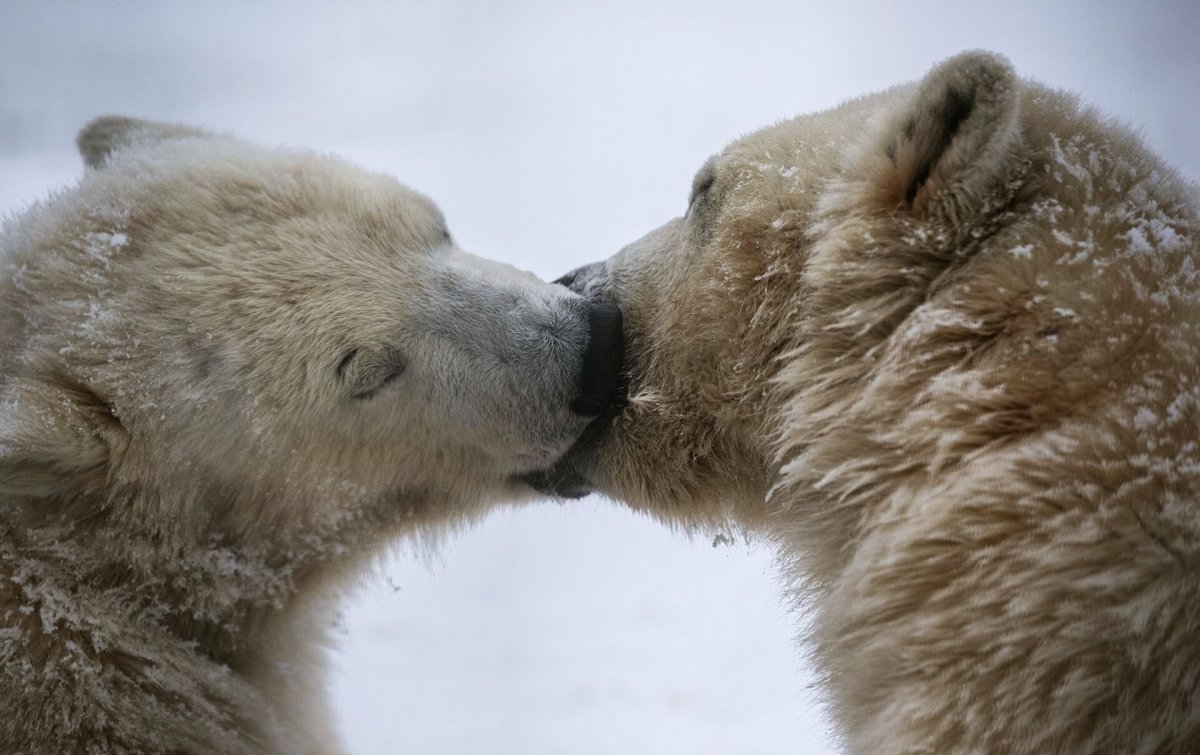 Влюбленный медведь