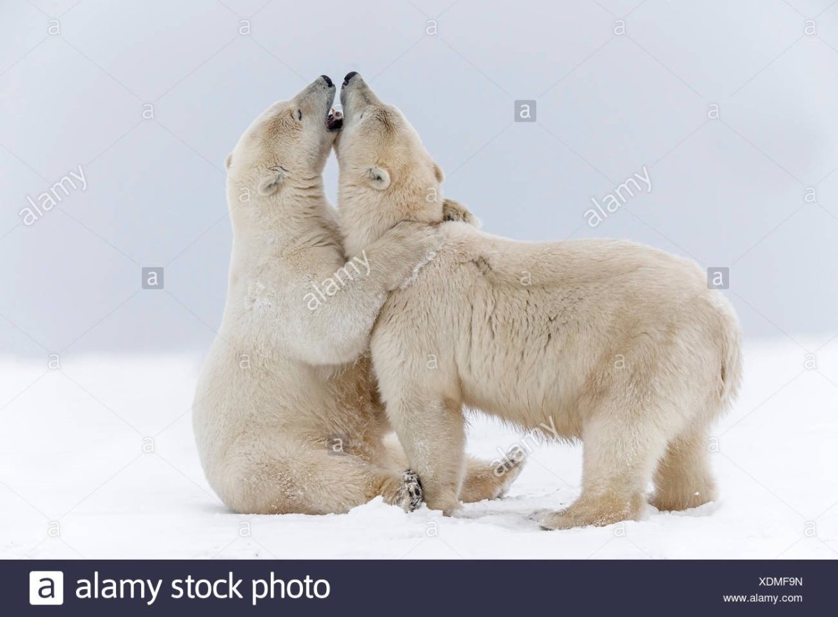 Влюбленные медведи