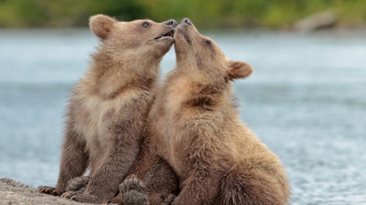 Влюбленные медведи