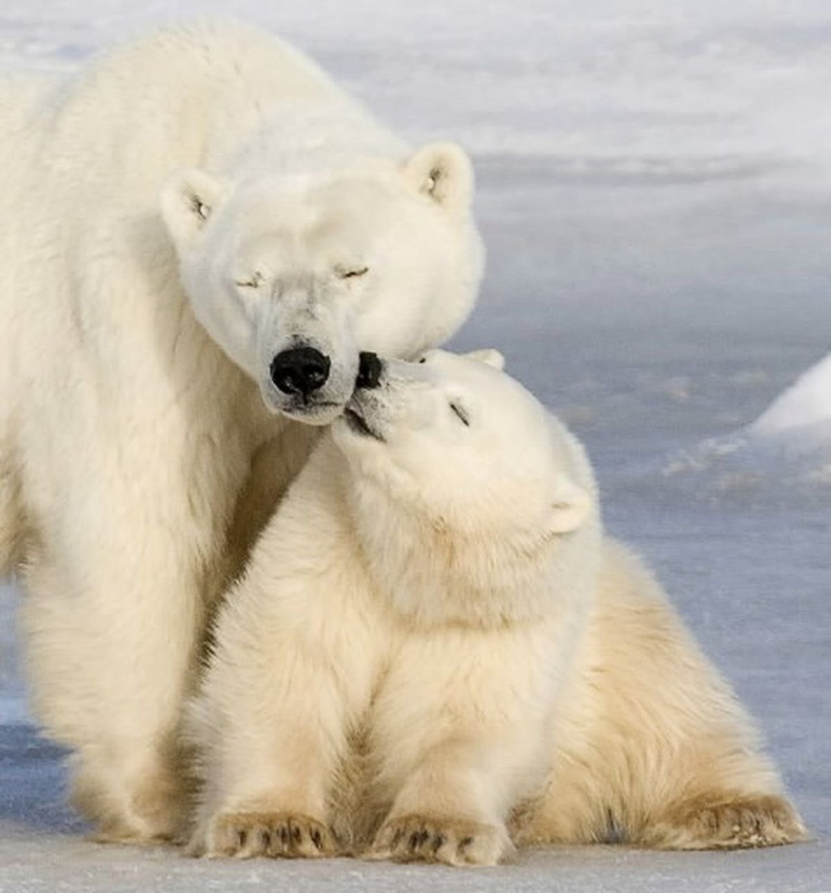 Медведи любовь