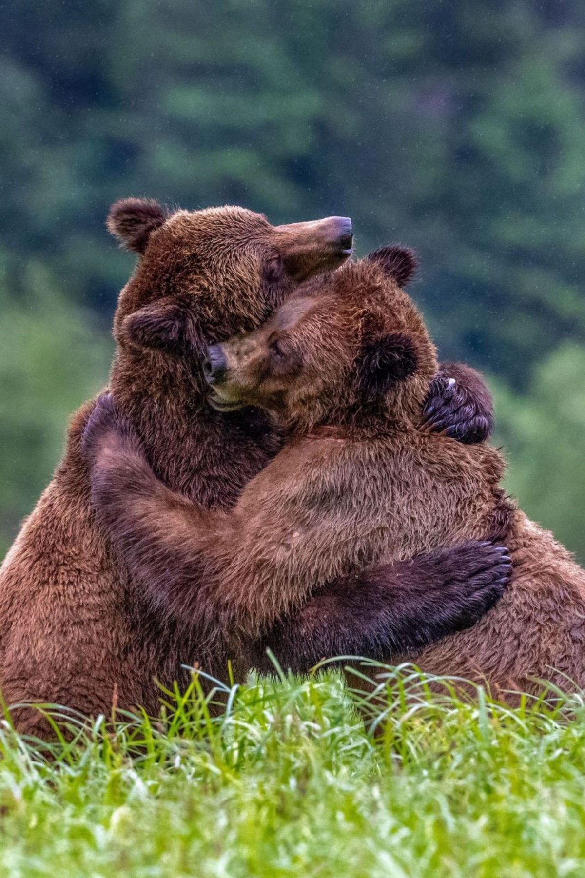 Медвежата обнимаются