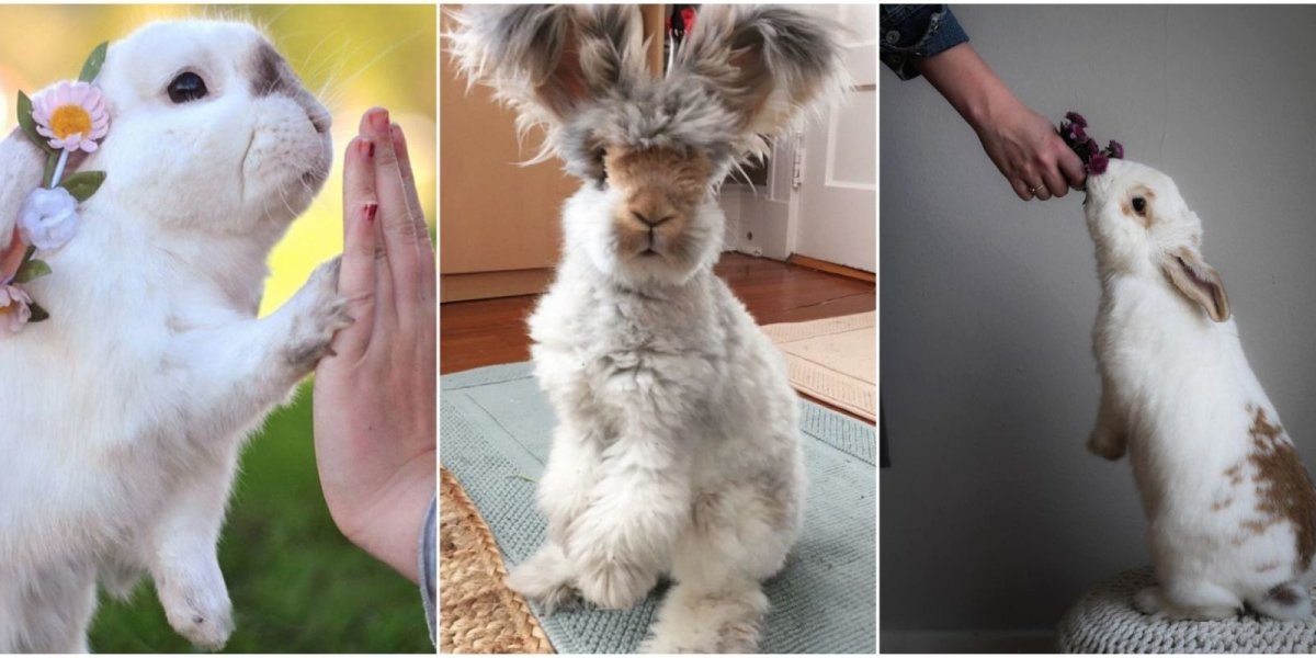 Кролик Инстаграм