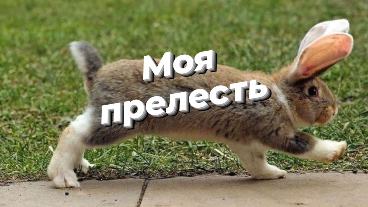Смешные кролики