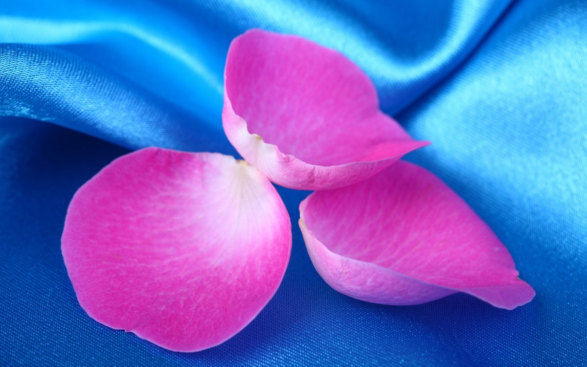 Лепестки роз